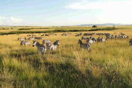 Camping Amboseli a Tsavo Safari v Keni - Keňa