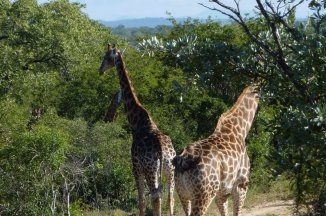 Camping Kruger Safari s návštěvou Svazijska - Jihoafrická republika