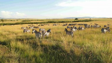 Camping Masai Mara Safari v Keni