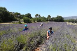 Cyklistika v levandulové Provence - Francie - Provence