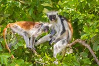 Divoká příroda Afriky - Tanzanie - Zanzibar