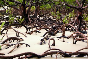 Divoká příroda Austrálie a kouzelné pláže východního pobřeží - Austrálie