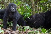 Do Ugandy za horskými gorilami - Uganda