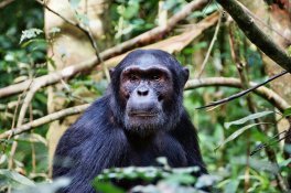 Do Ugandy za horskými gorilami - Uganda