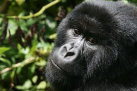 Do Ugandy za horskými gorilami
