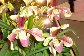 Drážďany, Míšeň, kamélie v Pillnitz a výstava orchidejí - Německo