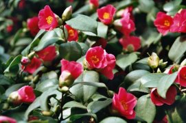 Drážďany, Míšeň, zahrady a kamélie v Pillnitz a výstava orchidejí - Německo - Drážďany