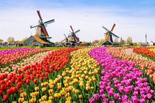 HOLANDSKO A AMSTERDAM - LETECKY DO ZEMĚ TULIPÁNŮ - Nizozemsko