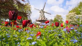 Holandsko - květinové korzo a Floriade