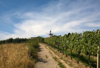 Kde se rodí víno - slavnosti ve Znojmě a Retzu - Česká republika - Jižní Morava - Znojmo