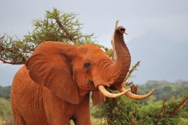 Keňa -  safari i pobyt u Indického oceánu - Keňa