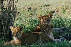 Keňa - Safari Season Special - Keňa