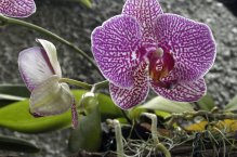 Klosterneuburg a Vídeň, mezinárodní výstava orchidejí - Rakousko