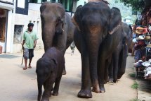 Královská cesta Srí Lankou - Srí Lanka