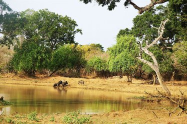 Krásná Srí Lanka se safari