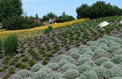 Krásy jarních zahrad Saska a Lužice - Německo