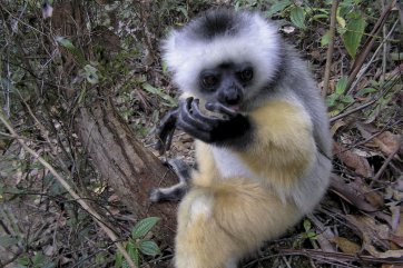 Madagaskar - ostrov lemurů a přírodních krás - Madagaskar