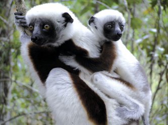 Madagaskar - ostrov lemurů a přírodních krás