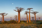 Madagaskar - země lemurů, baobabů a koupání v Indi - Madagaskar