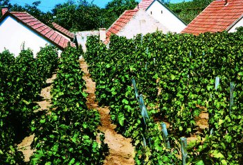 Maďarsko, víno, přírodní parky a termální lázně - Maďarsko