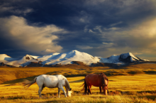 Mongolsko - země pastevců - Mongolsko