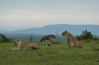 Mt.Kenya, Samburu, jezero Nakuru a Masai Mara Safari - Keňa