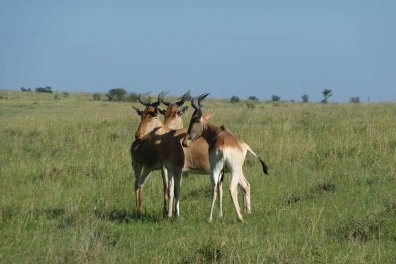 Mt.Kenya, Samburu, jezero Nakuru a Masai Mara Safari - Keňa