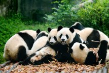 Pandy a to nejlepší z čínských památek a měst - Čína