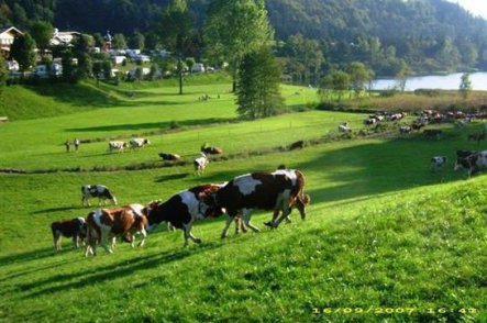 Prázdninový penzion Haflingerhof - Rakousko - Zillertal - Kramsach