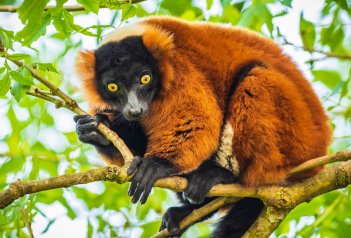 Přírodní krásy Madagaskaru - Madagaskar