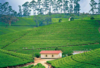 Putování Cejlonem - za vůní čaje - Srí Lanka