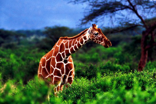 Rozmanitosti národních parků Keni - Keňa