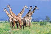 Safari v Keni a Tanzanii s pobytem na Zanzibaru - Keňa