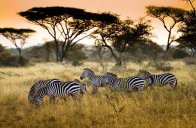 Safari v Krugerově NP - Jihoafrická republika