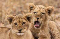 Safari v Krugerově NP - Jihoafrická republika