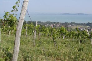 Sárvár, wellness, termály a víno Zadunají - Maďarsko - Sárvár