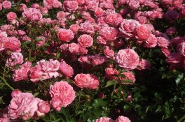 Slavnost růží v Badenu a Schloss Hof - Rakousko