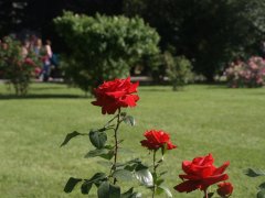Slavnost růží v Badenu a Schloss Hof