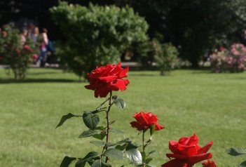Slavnost růží v Badenu a Schloss Hof - Rakousko