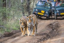 Tádž Mahal, bengálští tygři a relax v Goa - Indie