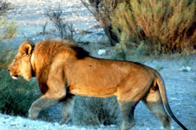Turistika v divoké přírodě JAR a Namibie - Jihoafrická republika