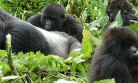 Uganda - gorilí stezka
