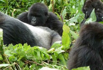 Uganda - gorilí stezka - Uganda