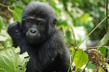 Uganda Gorily, divočina a další dobrodružství plnými doušky - Uganda