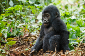 Uganda - po stopách horských goril - Uganda