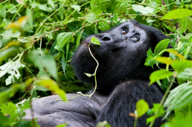 Uganda - po stopách horských goril