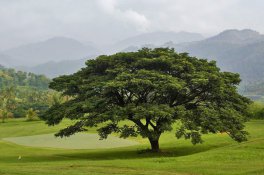Vyzkoušejte golf na Srí Lance - Srí Lanka