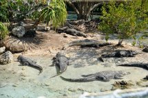 Za Atlantikem, sluncem a aligátory na Floridu - USA - Florida