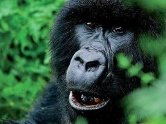 Za gorilami do Rwandy s pobytem na ostrově Zanzibar