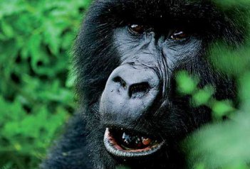 Za gorilami do Rwandy s pobytem na ostrově Zanzibar - Rwanda